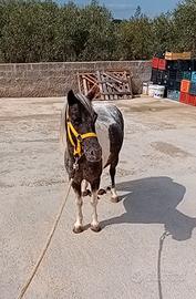 Pony femmine