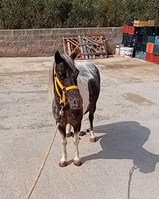 Pony femmine