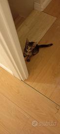 Gatto Europeo