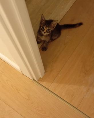 Gatto Europeo
