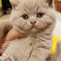 Cucciolata British shorthair Pedigree Anfi