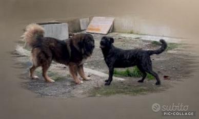 Cani da guardia