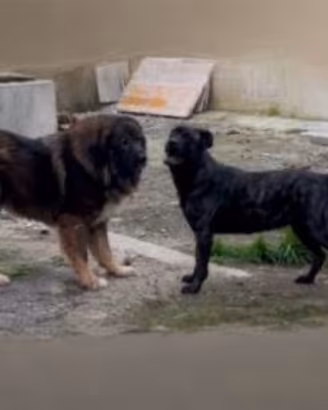 Cani da guardia