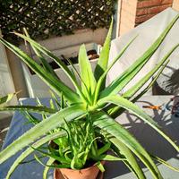 pianta aloe vera