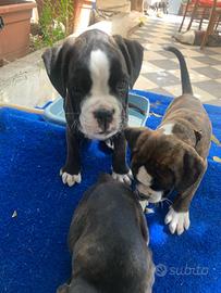 Disponibili cuccioli di boxer