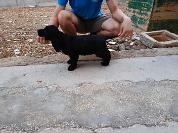 Cuccioli di Cocker 