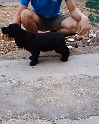 Cuccioli di Cocker 