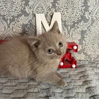 Gattini British shorthair