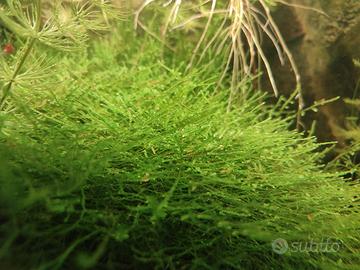 Muschio di Java (java moss)