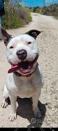 Amstaff