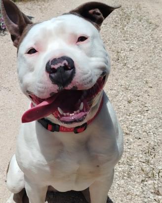 Amstaff