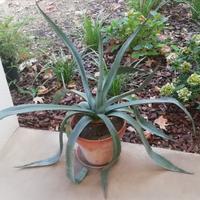 Pianta di AGAVE in vaso da 32 centimetri