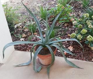 Pianta di AGAVE in vaso da 32 centimetri