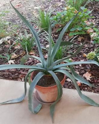 Pianta di AGAVE in vaso da 32 centimetri
