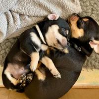 Cuccioli chihuahua maschi