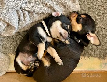 Cuccioli chihuahua maschi