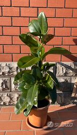 Ficus Elastica Robusta (Albero della Gomma)