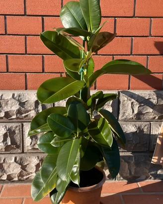 Ficus Elastica Robusta (Albero della Gomma)