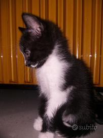 Cucciolo gatto