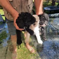 Barboncini neri bianchi e marron