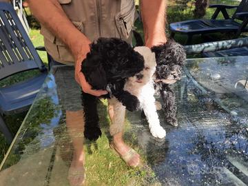 Barboncini neri bianchi e marron