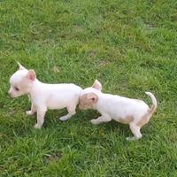 Cuccioli chihuahua
