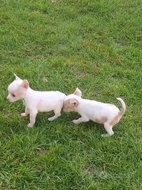 Cuccioli chihuahua