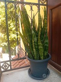 pianta sansavieria (lingua della suocera)