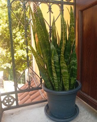 pianta sansavieria (lingua della suocera)