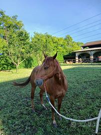 Cavalla Appaloosa 2 anni