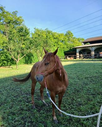 Cavalla Appaloosa 2 anni