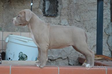 Pitbull
