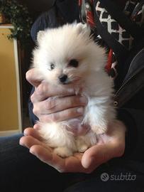 Spitz nano pomerania toy