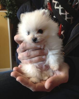 Spitz nano pomerania toy