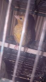 Uccelli