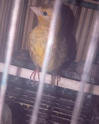 Uccelli