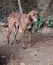 Capo muta segugio maremmano ,iscritto