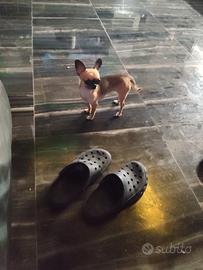 Obc chihuahua mini Toy