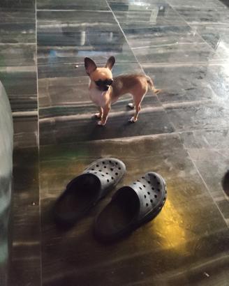 Obc chihuahua mini Toy