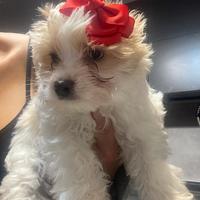 Biewer Yorkshire terrier con pedigree