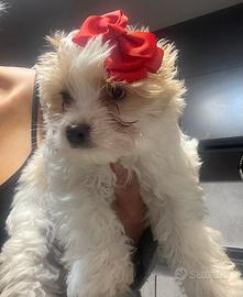 Biewer Yorkshire terrier con pedigree