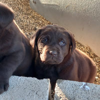 Labrador cioccolato