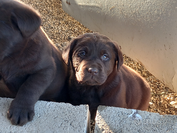 Labrador cioccolato