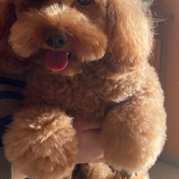 Barboncini RED con Pedigree