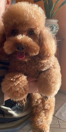 Barboncini RED con Pedigree