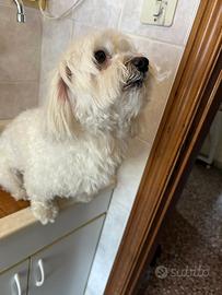 Maltese