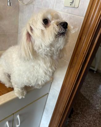 Maltese