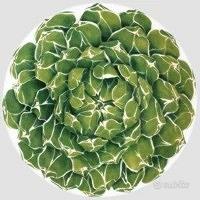 Piatto da portata Taitu'