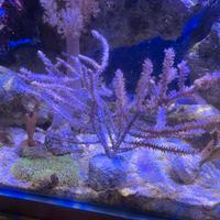 Gorgonia corallo molle acquario marino