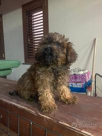 Barboncino maltipoo toy